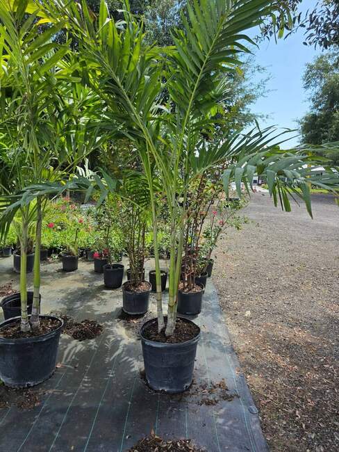Palm nursery rows at Garden of Eden